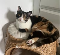 Cat Stevens - Photo 2