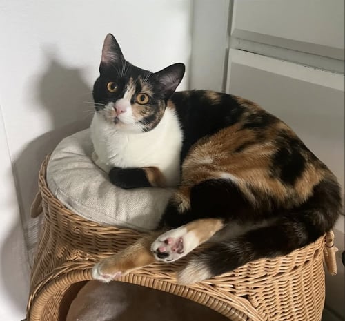 CAT STEVENS - Domestic Short Hair / Calico available for adoption