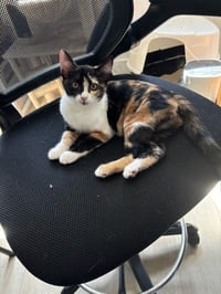 Cat Stevens - Photo 11