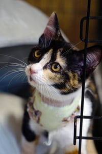 Cat Stevens - Photo 12