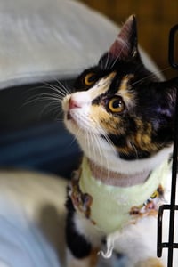 Cat Stevens - Photo 13