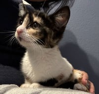 Cat Stevens - Photo 14