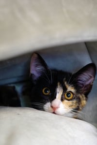 Cat Stevens - Photo 15