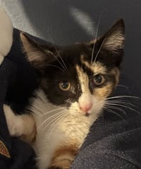 Cat Stevens - Photo 16