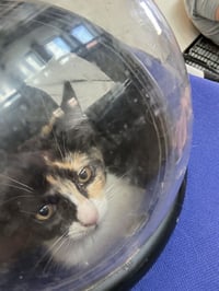 Cat Stevens - Photo 17