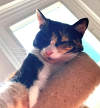 Cat Stevens - Photo 3