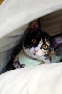 Cat Stevens - Photo 4