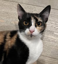 Cat Stevens - Photo 5