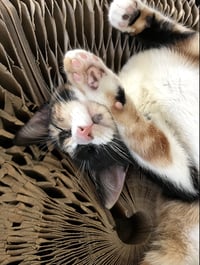 Cat Stevens - Photo 6