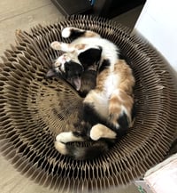 Cat Stevens - Photo 7