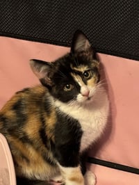 Cat Stevens - Photo 8