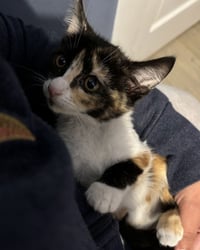 Cat Stevens - Photo 9