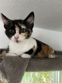 Cat Stevens - Photo 10