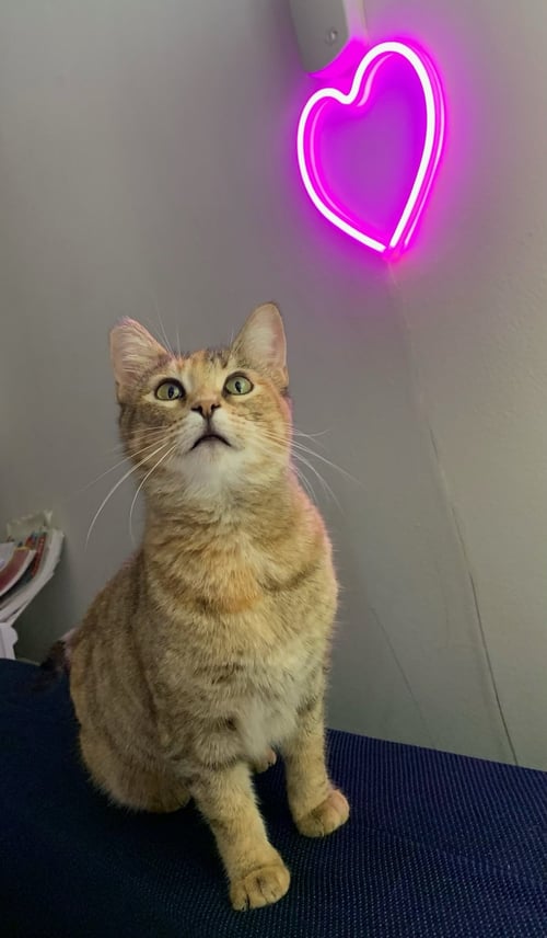 BERNIE - Domestic Short Hair available for adoption