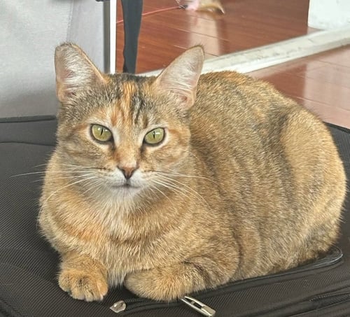 BERNIE - Domestic Short Hair available for adoption