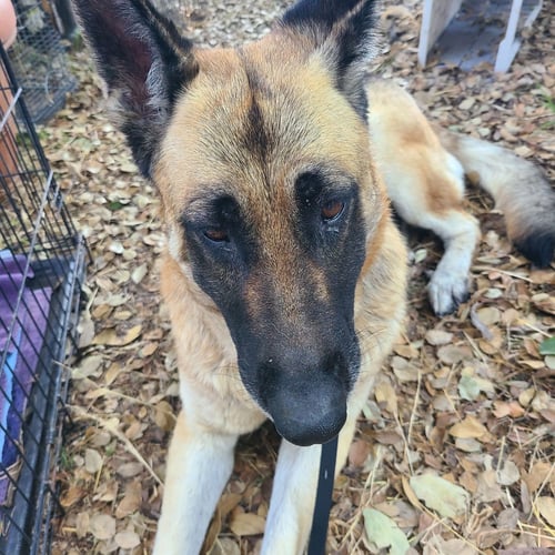 CHER - German Shepherd Dog available for adoption