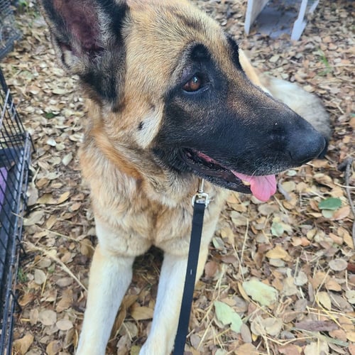 CHER - German Shepherd Dog available for adoption