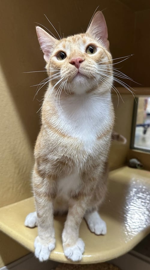 ZION - Domestic Short Hair available for adoption