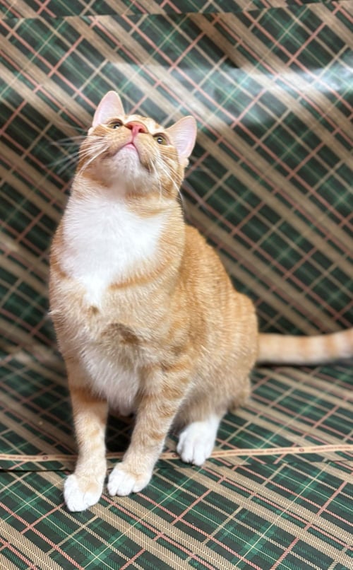 ZION - Domestic Short Hair available for adoption