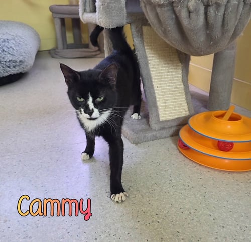 CAMMY - Domestic Short Hair available for adoption