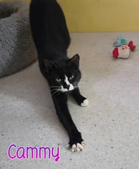 Cammy - Photo 1