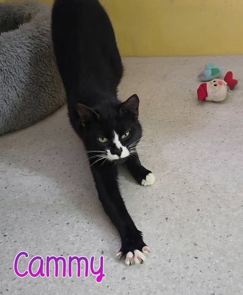 CAMMY - Domestic Short Hair available for adoption