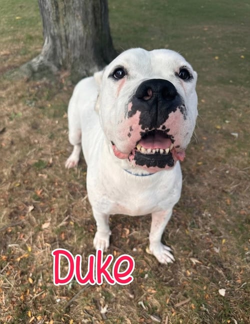 DUKE - Dogo Argentino available for adoption
