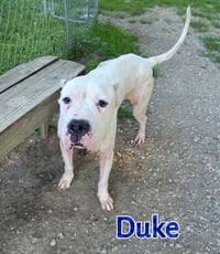 Duke - Photo 3
