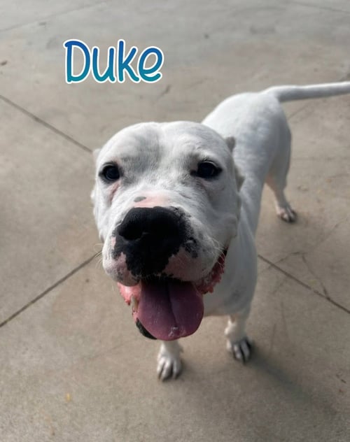 DUKE - Dogo Argentino available for adoption