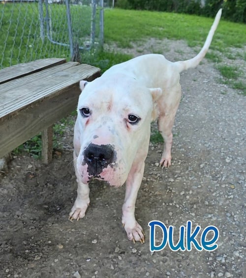 DUKE - Dogo Argentino available for adoption