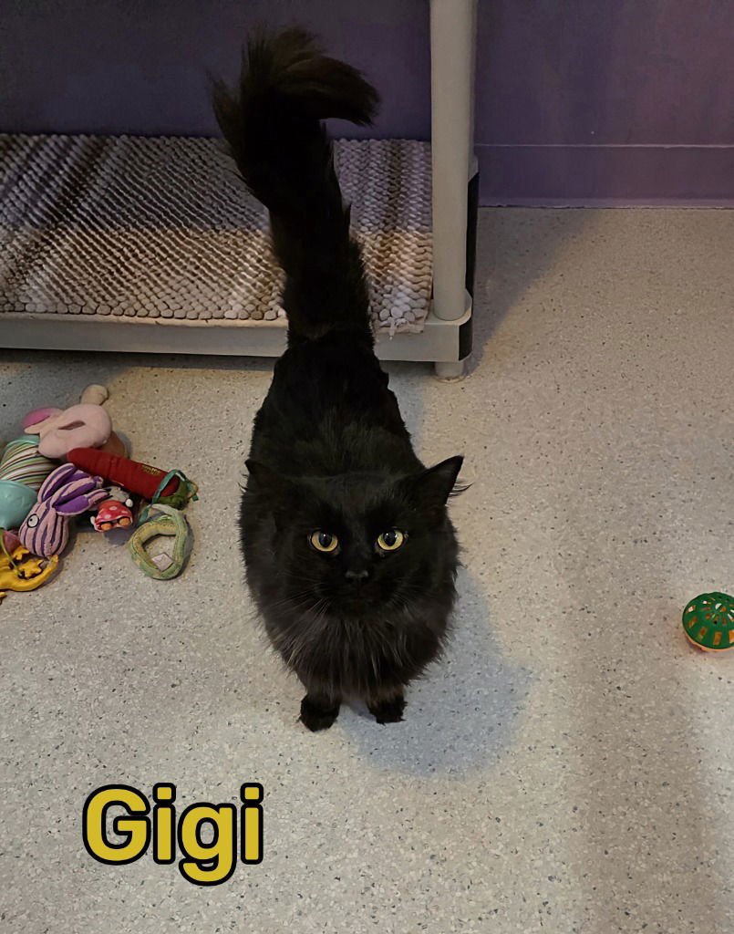 GIGI - Domestic Short Hair available for adoption
