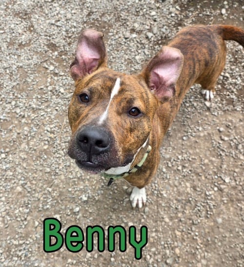 BENNY - Pit Bull Terrier available for adoption