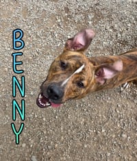 Benny - Photo 3