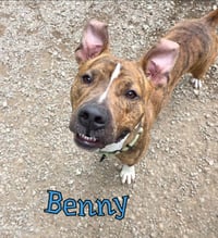 Benny - Photo 1