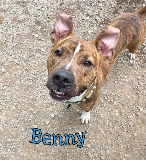 BENNY - Pit Bull Terrier for adoption in Toledo