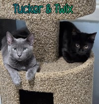 Tucker - Photo 4