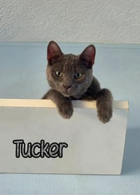 Tucker - Photo 3