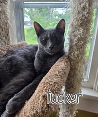 Tucker - Photo 1
