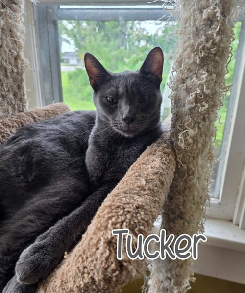 TUCKER - Domestic Short Hair available for adoption