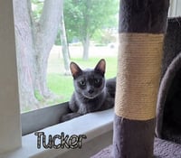 Tucker - Photo 2