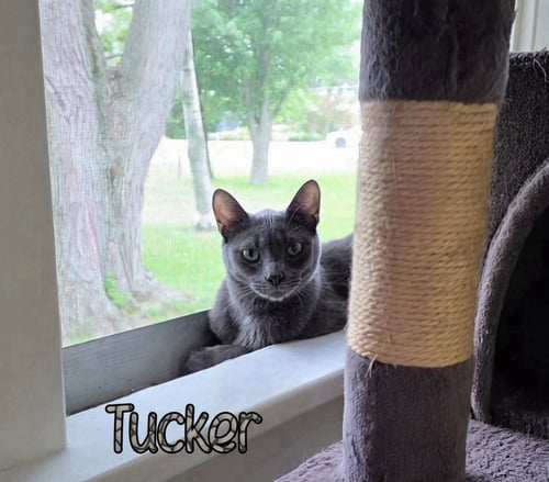TUCKER - Domestic Short Hair available for adoption