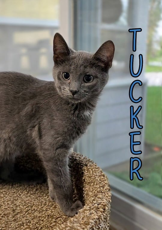 Tucker Image