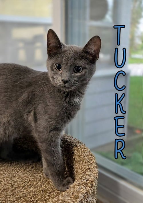 TUCKER - Domestic Short Hair for adoption in Toledo