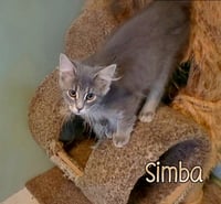 Simba - Photo 2