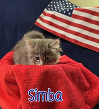 Simba - Photo 3
