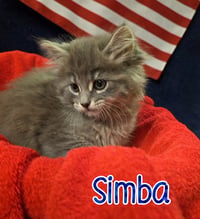 Simba - Photo 4