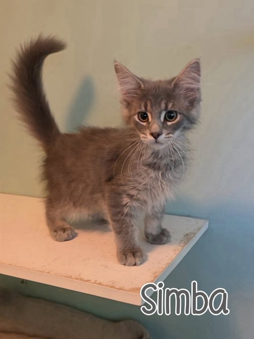 SIMBA - Domestic Medium Hair available for adoption