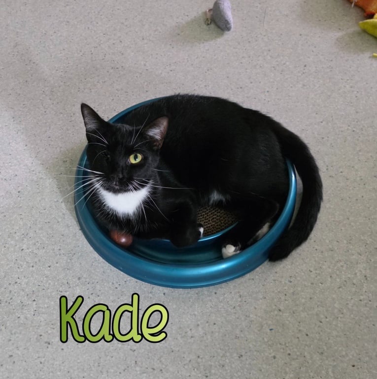 Kade Image