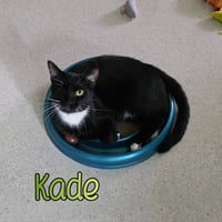 Kade - Photo 1