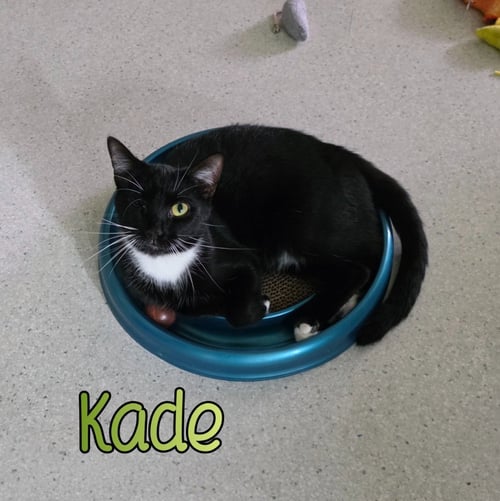 KADE - Domestic Short Hair available for adoption